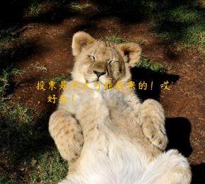 投票是不太可能投票的！哎，好香！