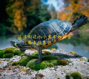江津街边ofo小黄车如何管？你要来投票！